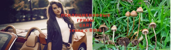 шишки Арсеньев