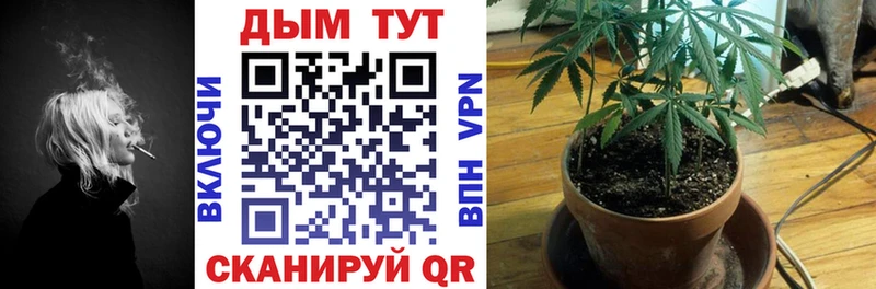 Бошки Шишки планчик  Купить где  Вятские Поляны 